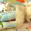 댕댕이 유치원 이미지