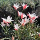 이베리스 이미지