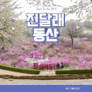 부천둘레길1코스 | 경기도 여행지 추천 부천 원미산 진달래동산 둘레길 1코스 꽃구경