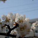 신용산초교 이미지