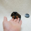 망고베리 이미지