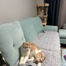 발라당냥 이미지