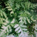 인진쑥(Artemisia messerschmidtiana Bess. var. viridis Bess.) 이미지
