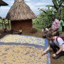 도치커피 이미지