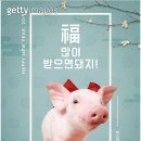 돼지새끼 이미지