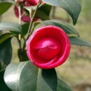 동백아가씨 이미지