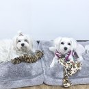 쥬쥬펫살롱 이미지