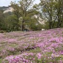 노원-상계-2116 | 불암산 철쭉축제 개화 현황 (+대중교통 산책코스 주차 정보)