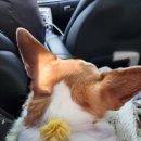 더본 외과동물의료센터 이미지