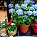 더플로라 이미지