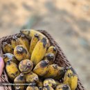 엘리 | 치앙마이 엘리 카페 후기｜엘리핀 팜 대신 갔는데, 결과는 대만족 코끼리 체험