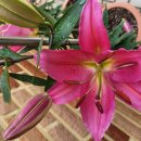 백합유치원 이미지