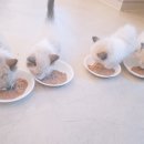 캣파라다이스 이미지