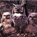 부엉이 PC방 이미지