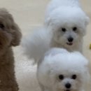 멍삼이네 이미지