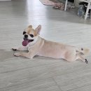 로얄플라잉 이미지