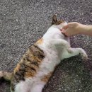 내꺼게임장 네이버블로그