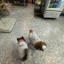 카페생담