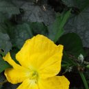 시골밥상(우리집) 이미지