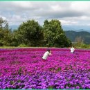 "서울에서도 유명해요" 지금이 최고 절정인 꽃무릇 명소 이미지