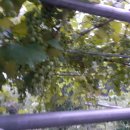 앞뜰농장 이미지