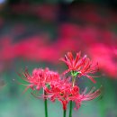 가오근린공원 이미지