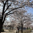 퐁실하개 이미지