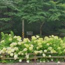 제497회 정기 산행 전남 곡성 동악산 계곡 산행(2026.7.4) 이미지