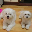 강아지세상 이미지