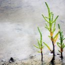 함초농장 이미지