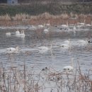 백조(벽성대) 이미지