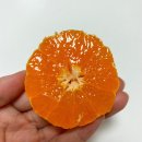 (주)놀람 | [과일] 큐티 만다린ㅣ고당도 만다린 귤 먹고 혀가 놀람, 맛+가격 정보