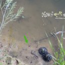 수완1제 이미지