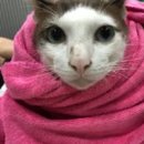 PETFARM 네이버블로그