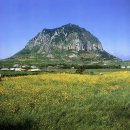 제주 산방산 암벽식물지대 이미지