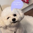 애견동화 | 동화힐링캠프 애견 동반 글램핑 내돈내산 찐 후기