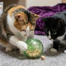 건강한 펫 이미지