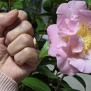 서향 - 과천시 과천대로7길 33 | 서향