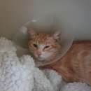 경주동물메디컬센터 | 경주 고양이동물병원 경주동물메디컬센터 냥이 수술후기!