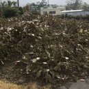 기담농장 이미지