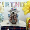 포우포우 반려견 유치원 이미지