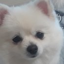 화니오기 펫살롱 | 창원 북면 애견호텔 화니오기펫살롱 비용 시간 위치