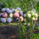 경빈농장 이미지