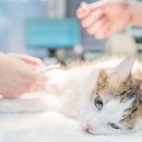 투게더 동물병원 이미지