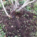 블루베리사슴농장 이미지