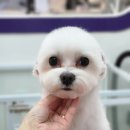 그루미뇽 이미지