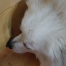가남동물병원 네이버블로그