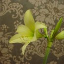 헬리오스 이미지