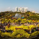 익산천만송이국화축제 2017 이미지