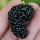 금호1농장 이미지